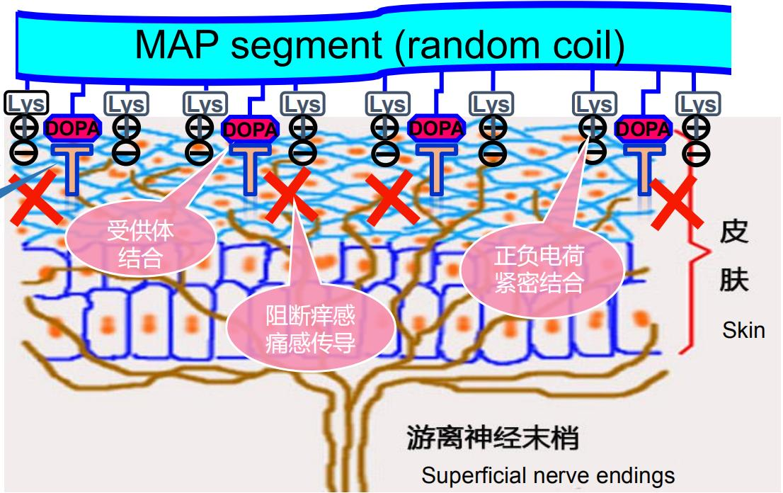 械二的重组胶原蛋白疤痕修护凝胶加工为什么要选源头工厂