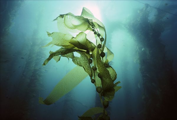 湖南微肽生物医用海藻糖修护敷料产品介绍