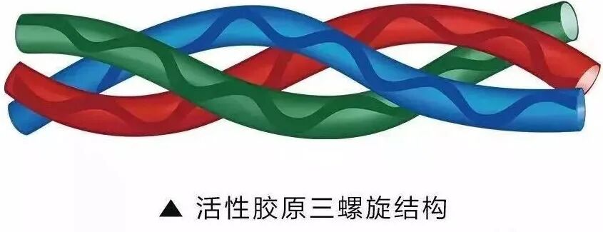 如何识别活性胶原蛋白!